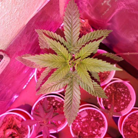 Unknown strain growlog timeline photo
