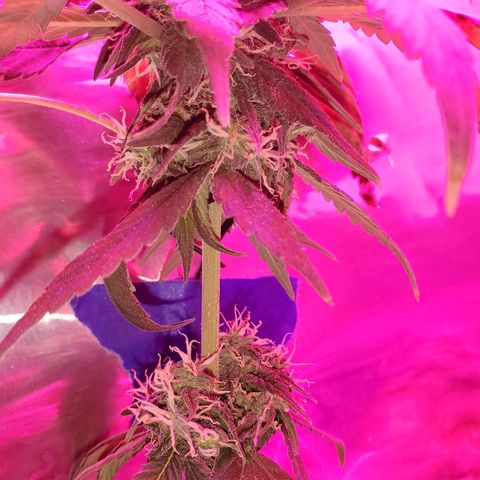 Unknown strain growlog timeline photo