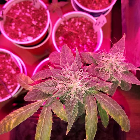 Unknown strain growlog timeline photo