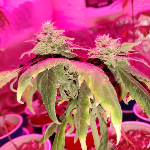 Unknown strain growlog timeline photo