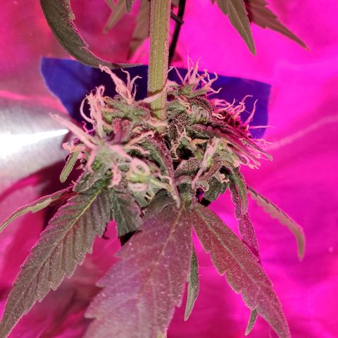 Unknown strain growlog timeline photo