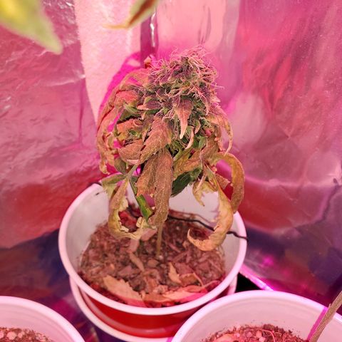 Unknown strain growlog timeline photo