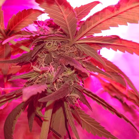 Unknown strain growlog timeline photo