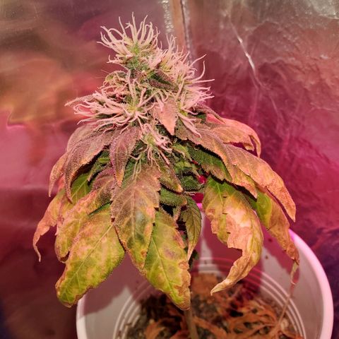 Unknown strain growlog timeline photo
