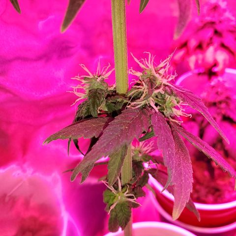 Unknown strain growlog timeline photo