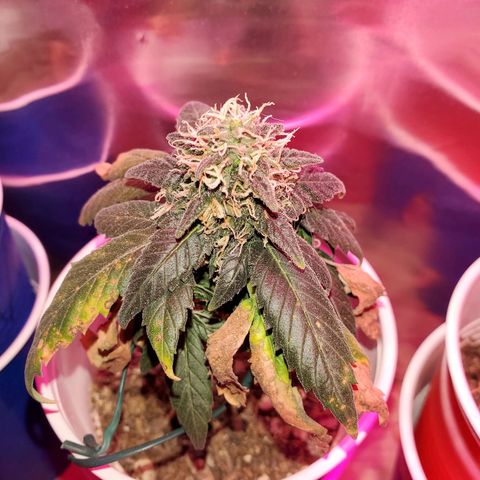Unknown strain growlog timeline photo