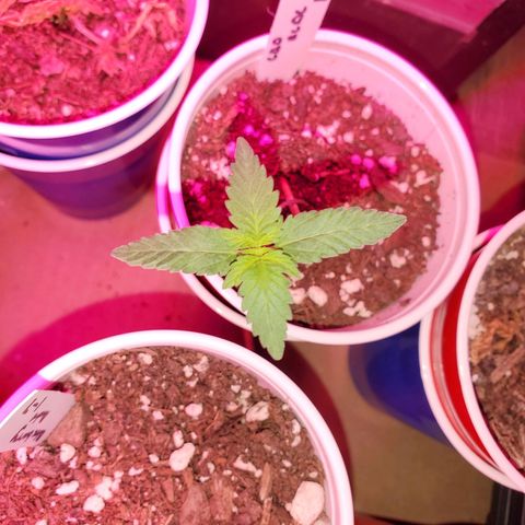 Blueberry Auto growlog timeline photo