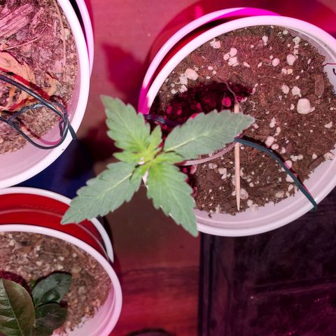 Blueberry Auto growlog timeline photo