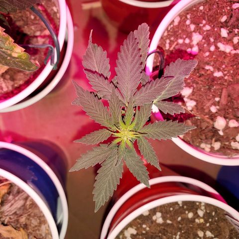 Blueberry Auto growlog timeline photo