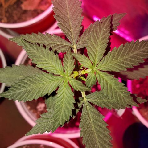 Blueberry Auto growlog timeline photo