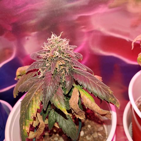 Unknown strain growlog timeline photo