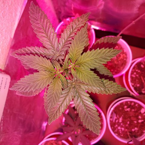 Unknown strain growlog timeline photo