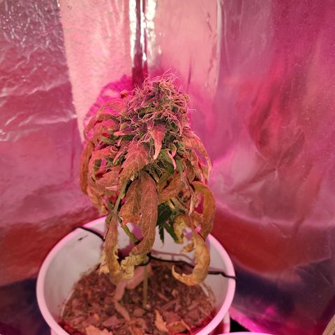 Unknown strain growlog timeline photo