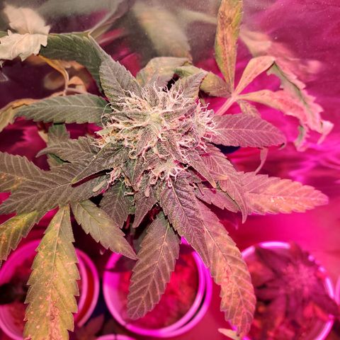 Unknown strain growlog timeline photo