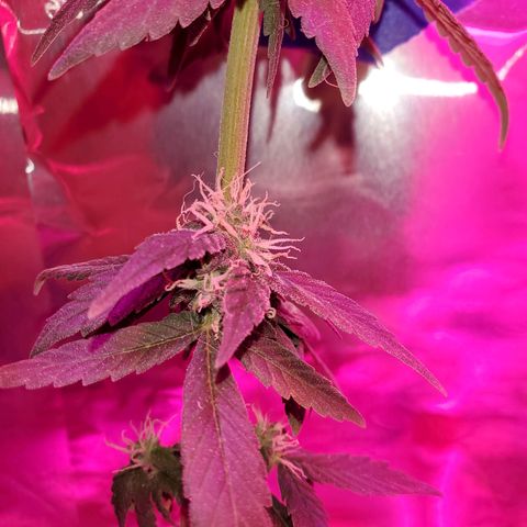 Unknown strain growlog timeline photo