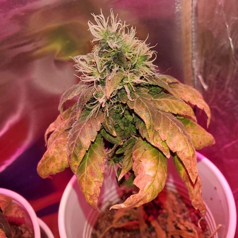 Unknown strain growlog timeline photo