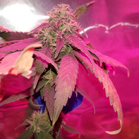 Unknown strain growlog timeline photo