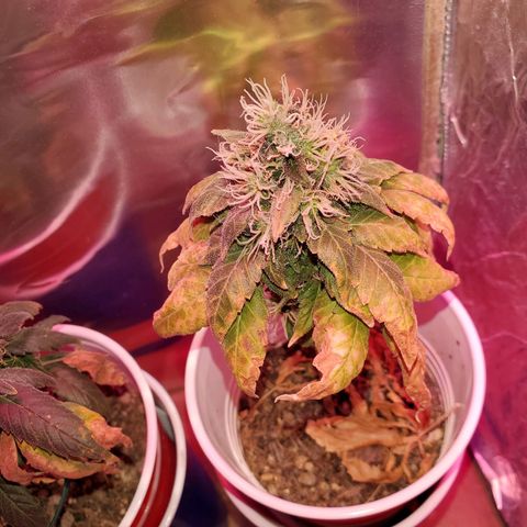 Unknown strain growlog timeline photo