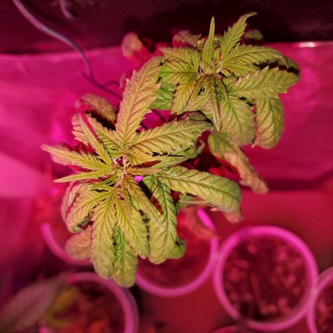 Unknown strain growlog timeline photo