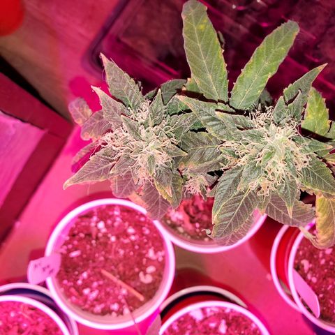 Unknown strain growlog timeline photo