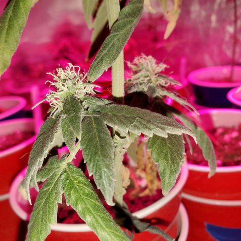 Unknown strain growlog timeline photo
