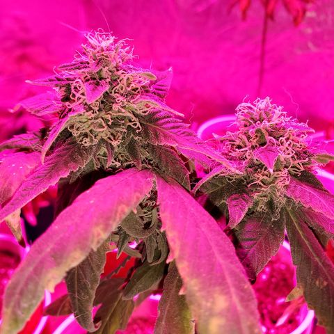 Unknown strain growlog timeline photo