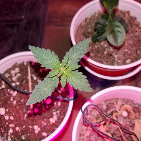 Blueberry Auto growlog photo: Gorilla Glue Auto
