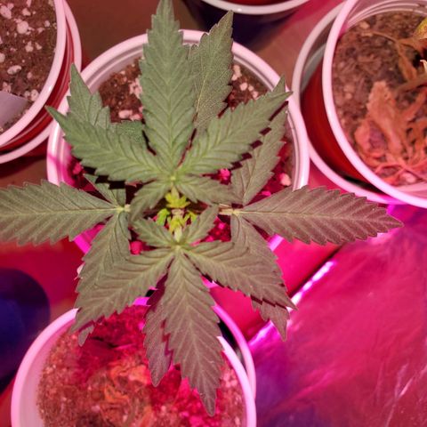 Blueberry Auto growlog photo: 2x Auto Blueberry- 1 is topped. The other is LST