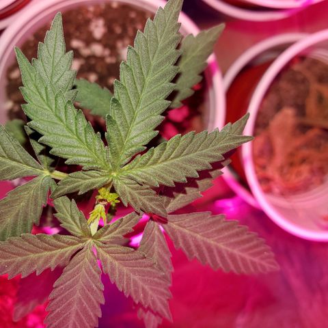Blueberry Auto growlog photo: 2x Auto Blueberry- 1 is topped. The other is LST