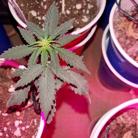 Blueberry Auto growlog photo: 2x Auto Blueberry- 1 is topped. The other is LST