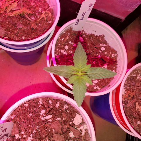 Blueberry Auto growlog photo: ACDC CBD 