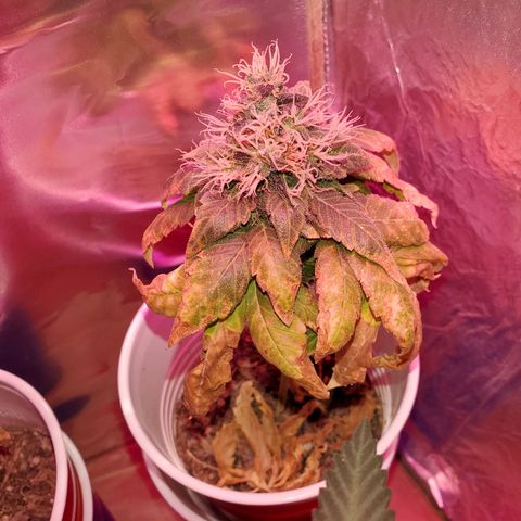 Unknown strain growlog photo: Almost time to chop