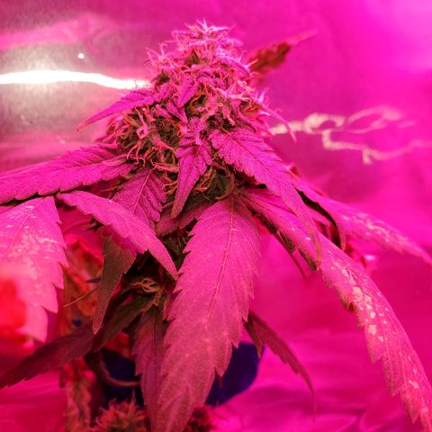 Unknown strain growlog photo: Almost time to chop