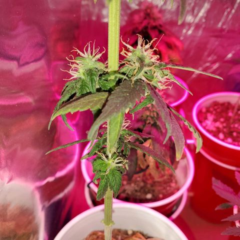 Unknown strain growlog photo: Almost time to chop
