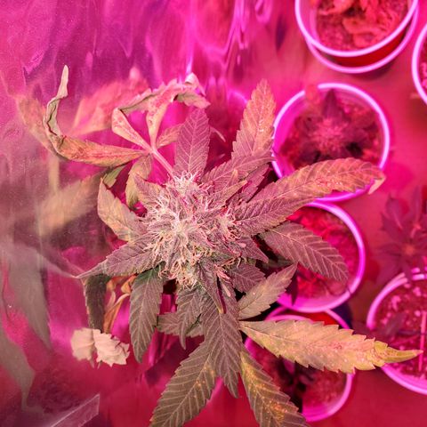 Unknown strain growlog photo: Almost time to chop