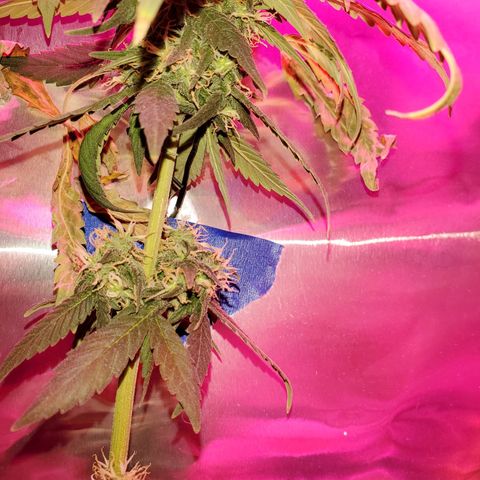 Unknown strain growlog photo: Almost time to chop