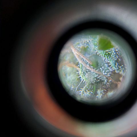 Unknown strain growlog photo: Almost time to chop