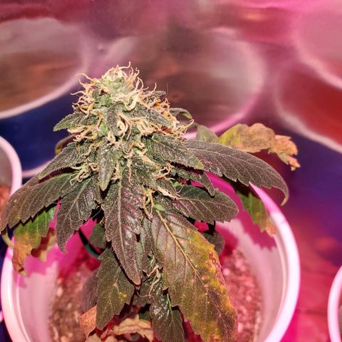 Unknown strain growlog photo: Almost time to chop