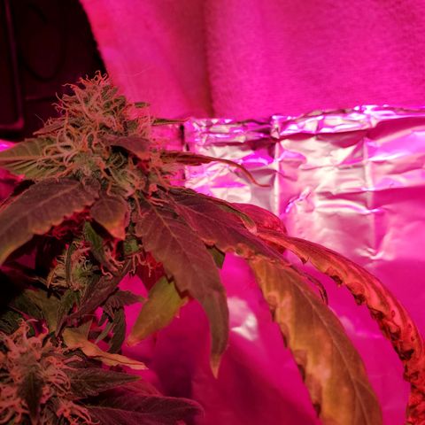 Unknown strain growlog timeline photo