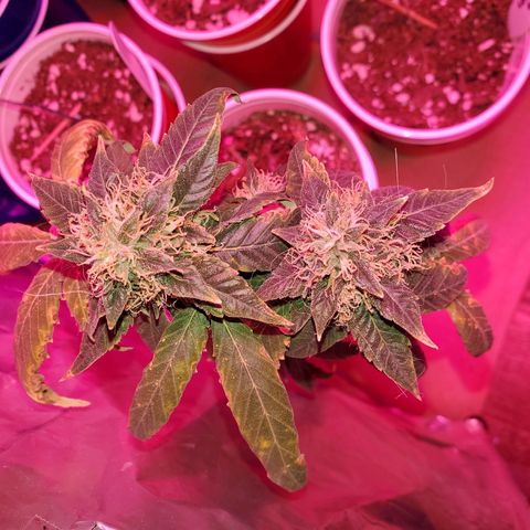 Unknown strain growlog timeline photo