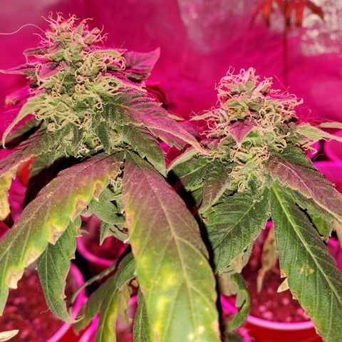 Unknown strain growlog timeline photo