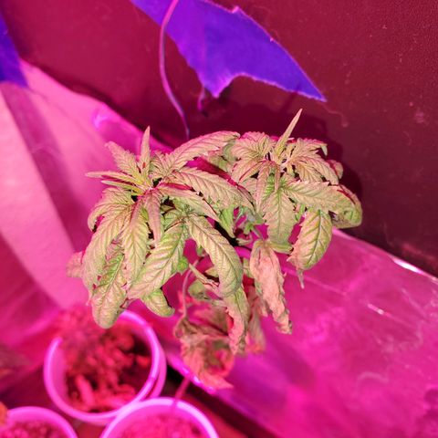 Unknown strain growlog timeline photo