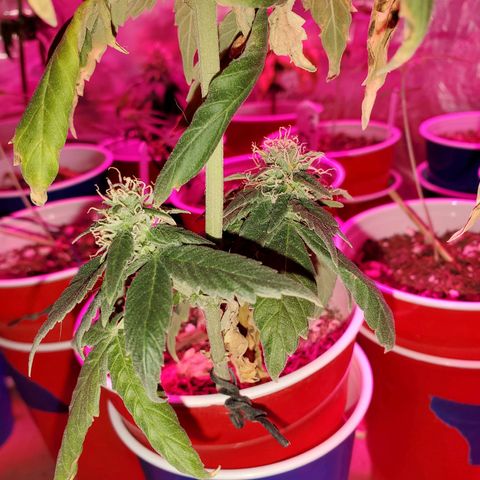 Unknown strain growlog timeline photo