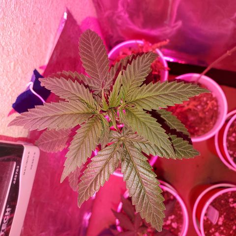 Unknown strain growlog timeline photo