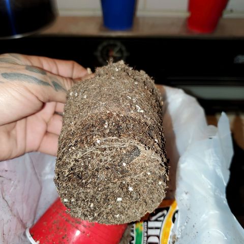Unknown strain growlog photo: Time to chop this one down.  Have 4 left that are more cloudy than clear.   Still no Amber