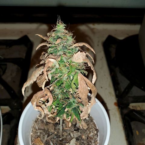 Unknown strain growlog photo: Time to chop this one down.  Have 4 left that are more cloudy than clear.   Still no Amber