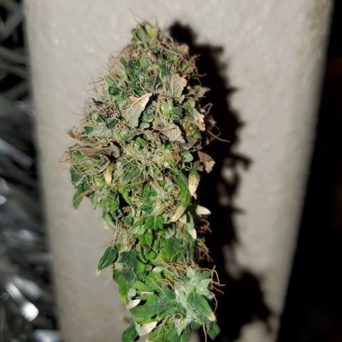 Unknown strain growlog photo: Time to chop this one down.  Have 4 left that are more cloudy than clear.   Still no Amber