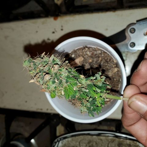 Unknown strain growlog photo: Time to chop this one down.  Have 4 left that are more cloudy than clear.   Still no Amber