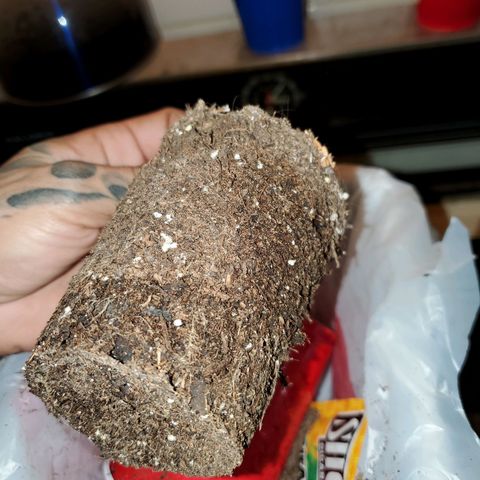 Unknown strain growlog photo: Time to chop this one down.  Have 4 left that are more cloudy than clear.   Still no Amber