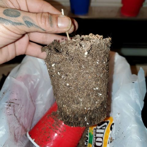 Unknown strain growlog photo: Time to chop this one down.  Have 4 left that are more cloudy than clear.   Still no Amber